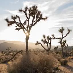 Trailer Rentals in Fontana, CA